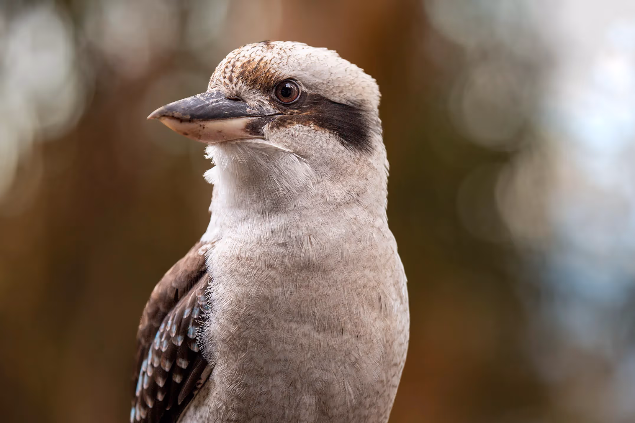 Laughing Kookaburra