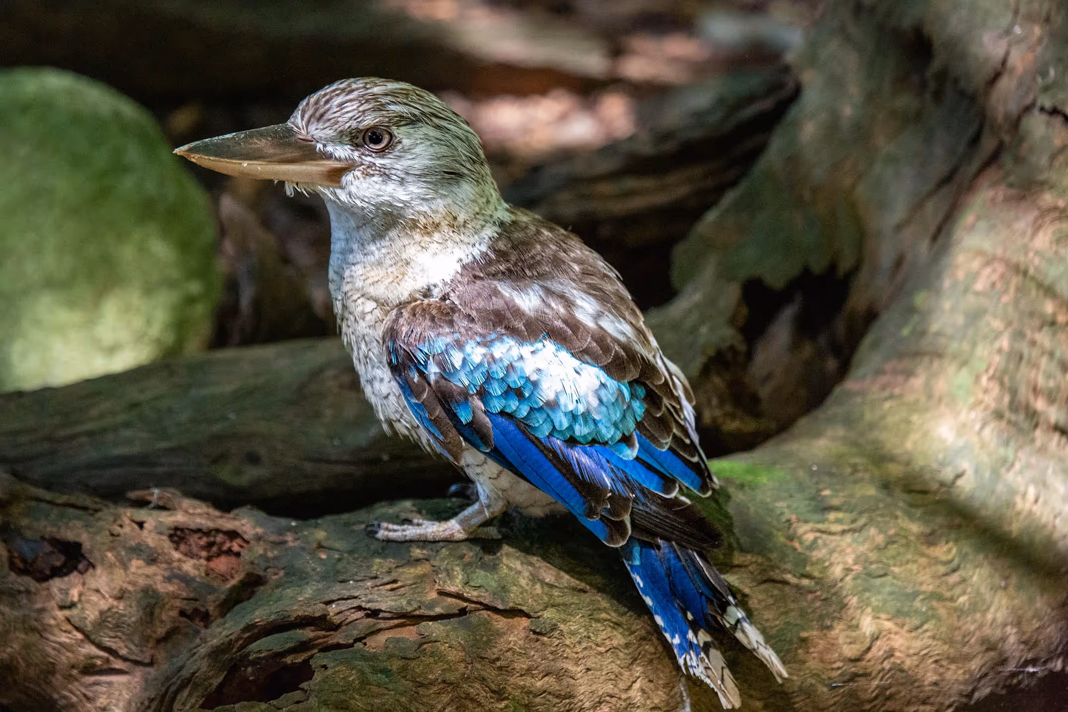 Blue-winged Kookaburra