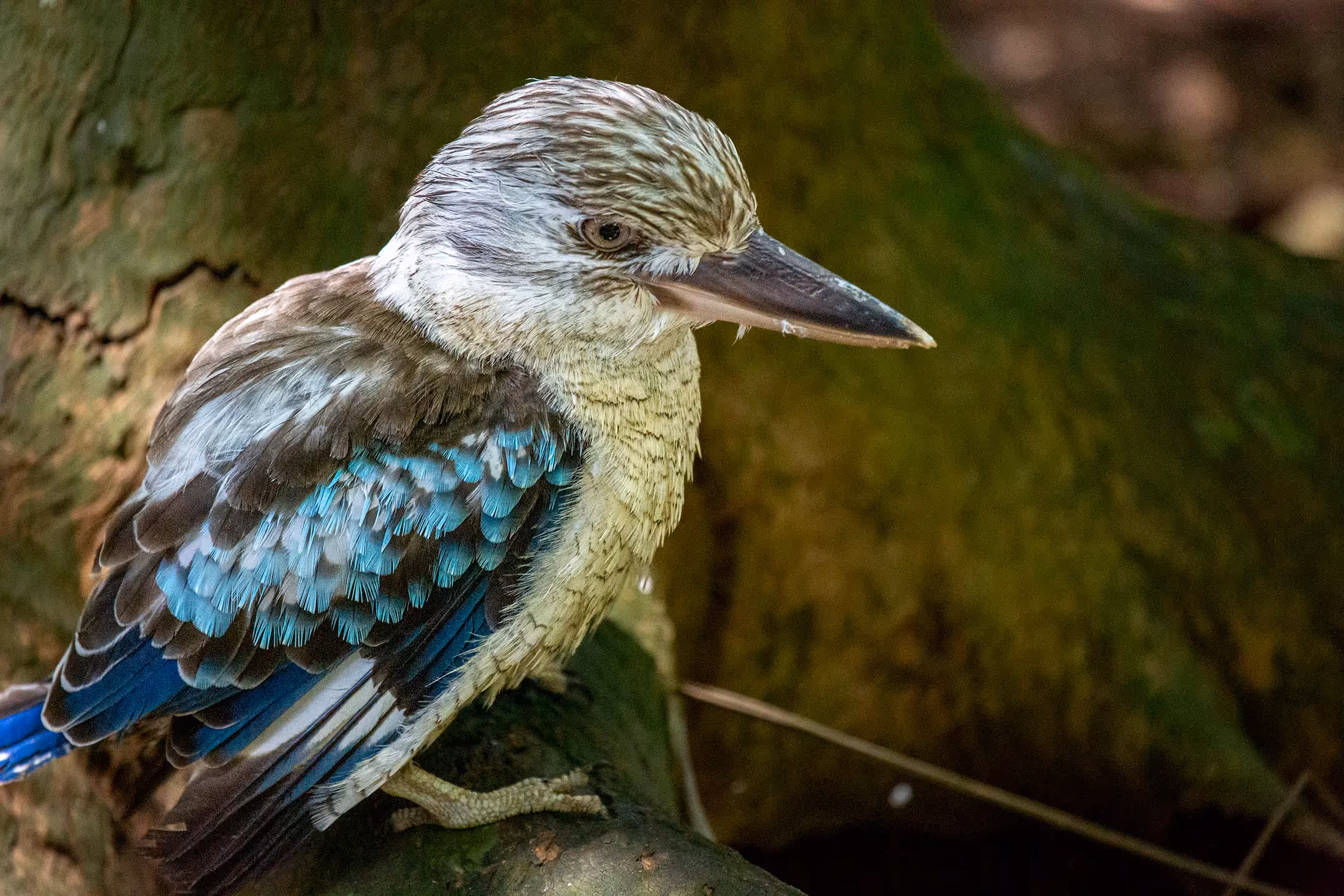 Blue-winged Kookaburra