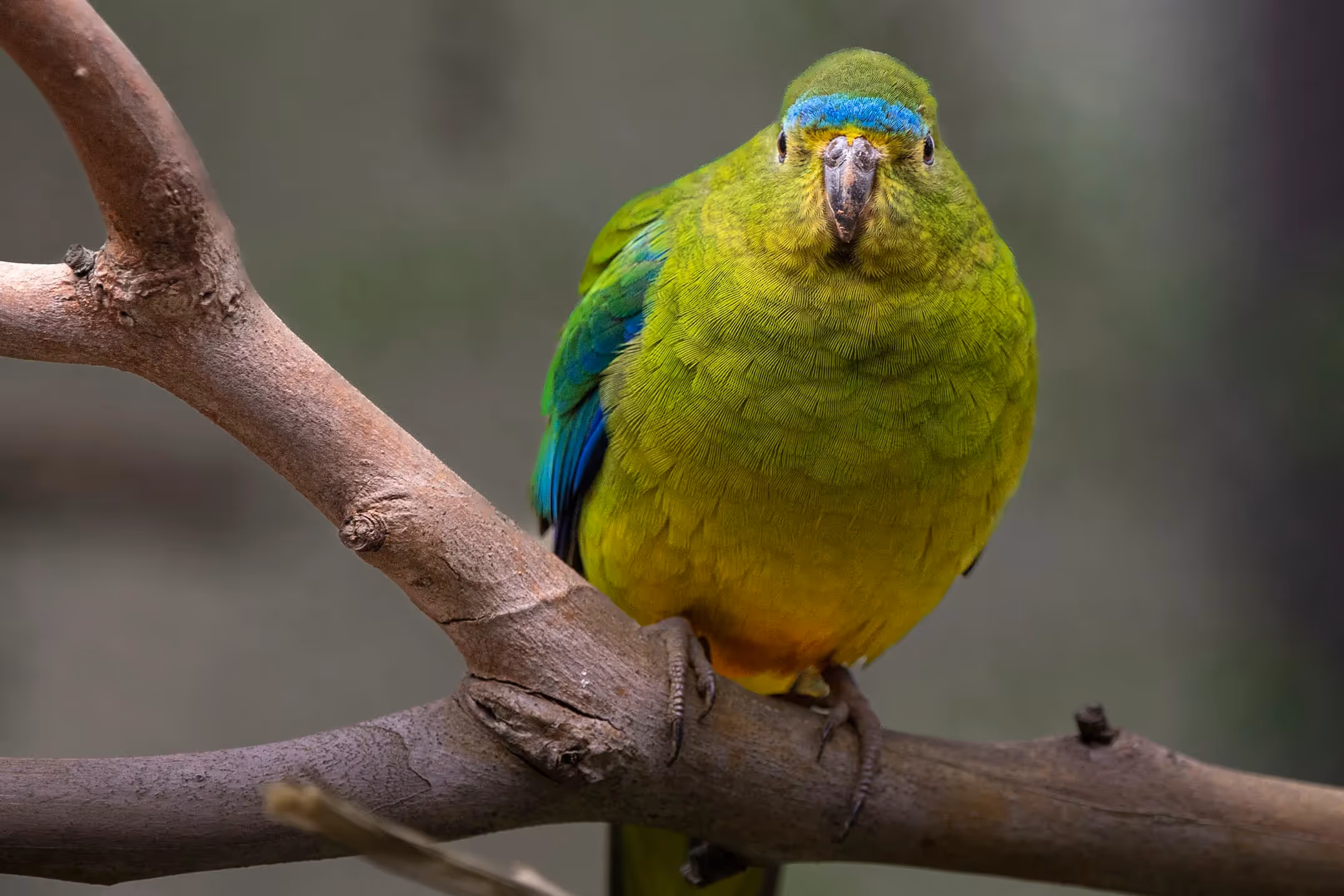 Orange-bellied Parrot