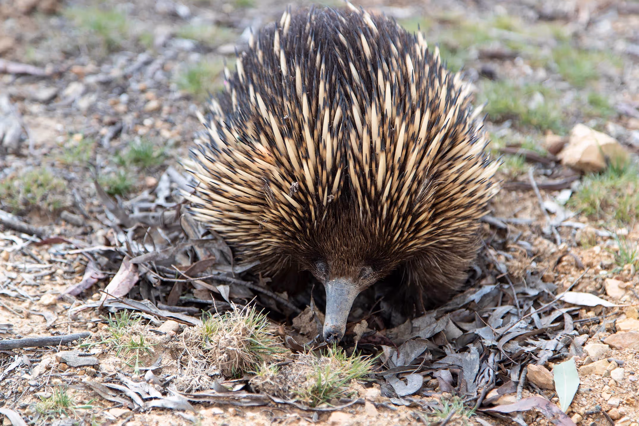 Short-beaked Echidna
