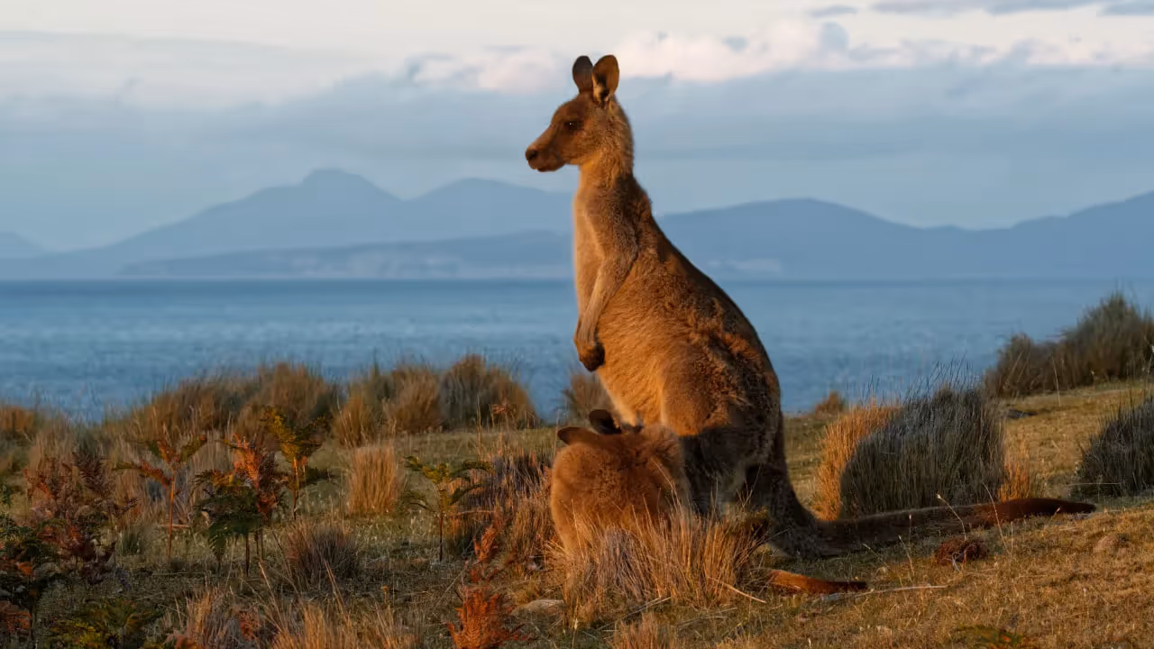 Forester Kangaroo: image courtesy Tasmanian Greens