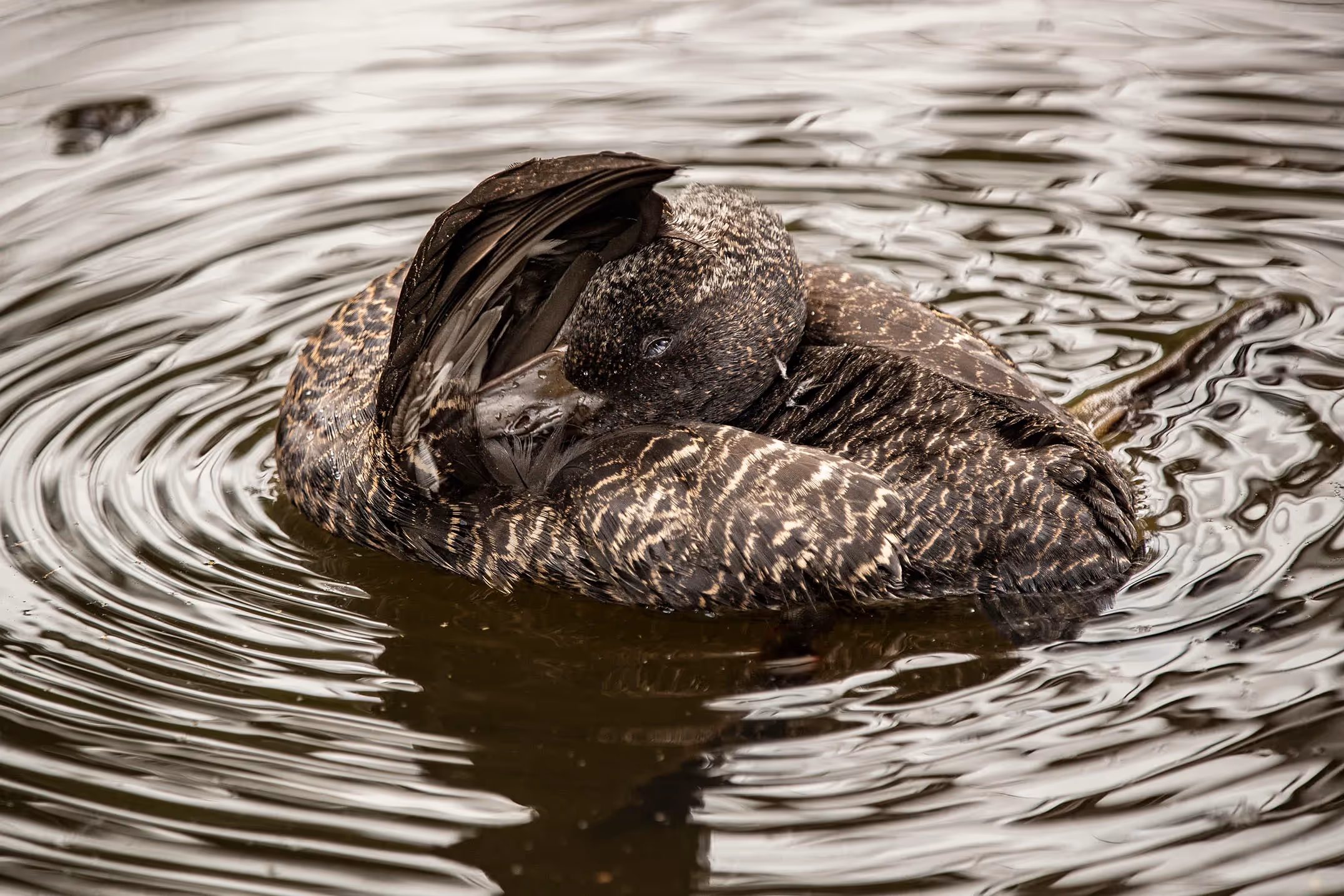 Freckled Duck