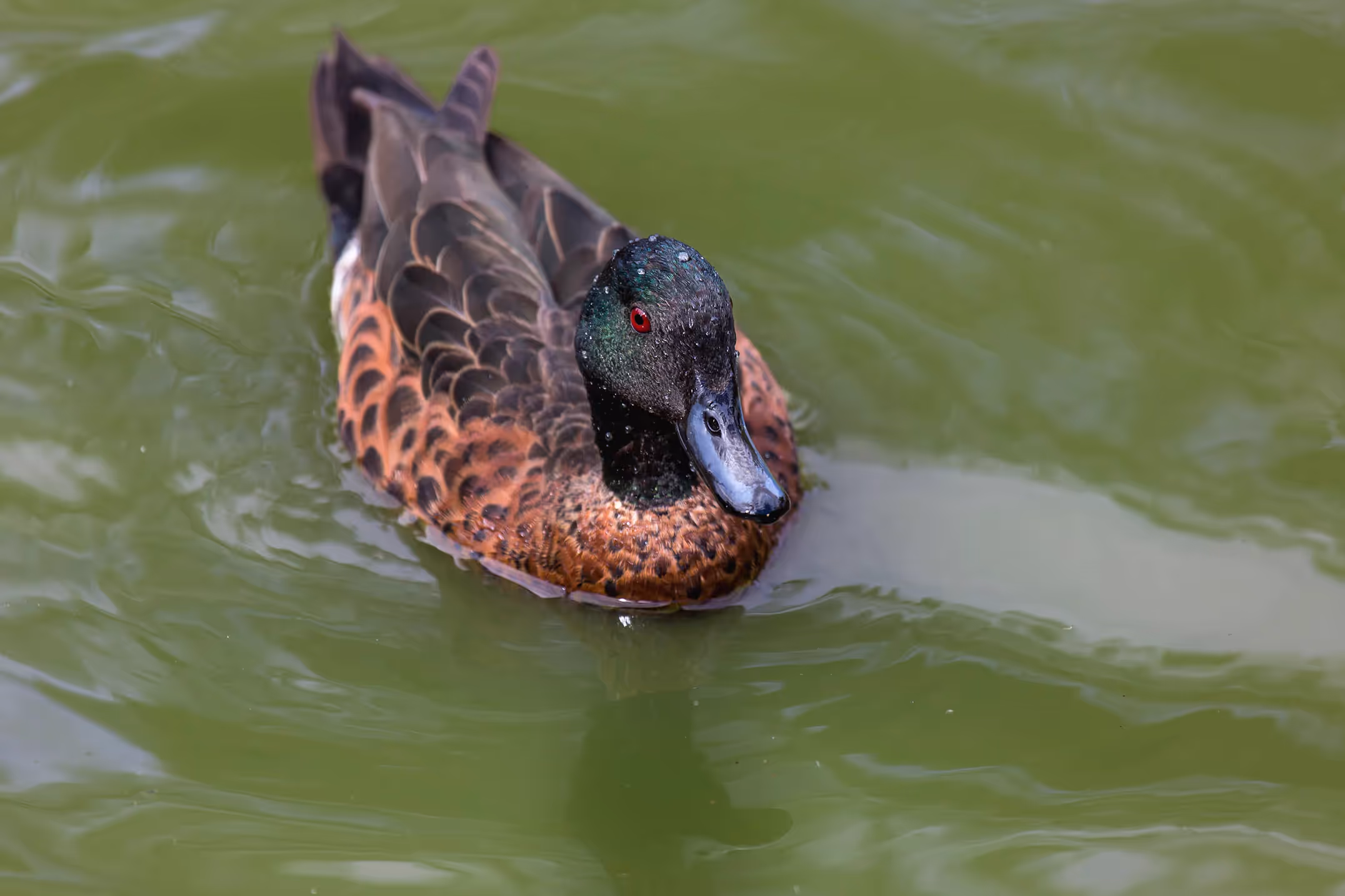 Chestnut Teal