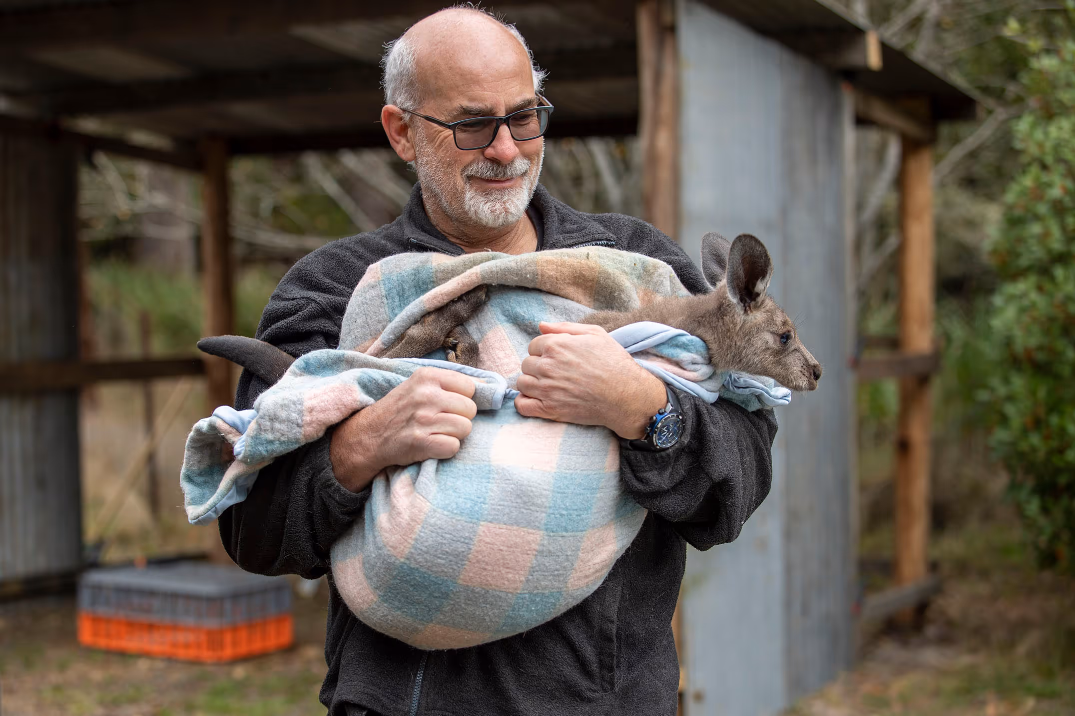 Manfred with an Eastern Grey Kangaroo joey