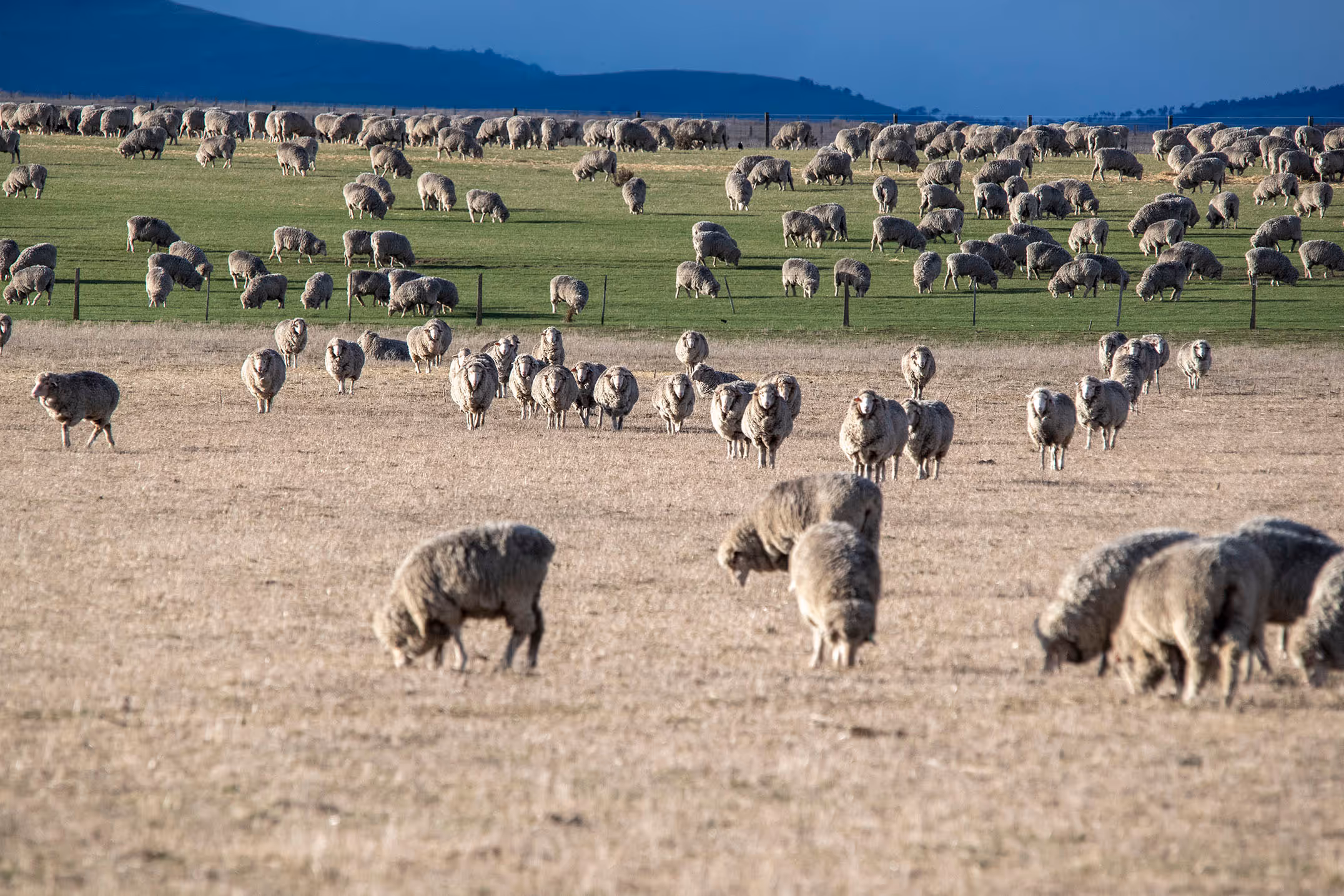 Sheep in Western Victoria