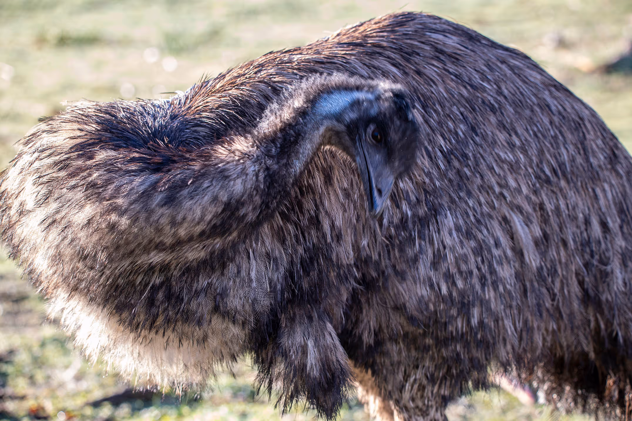Emu preening