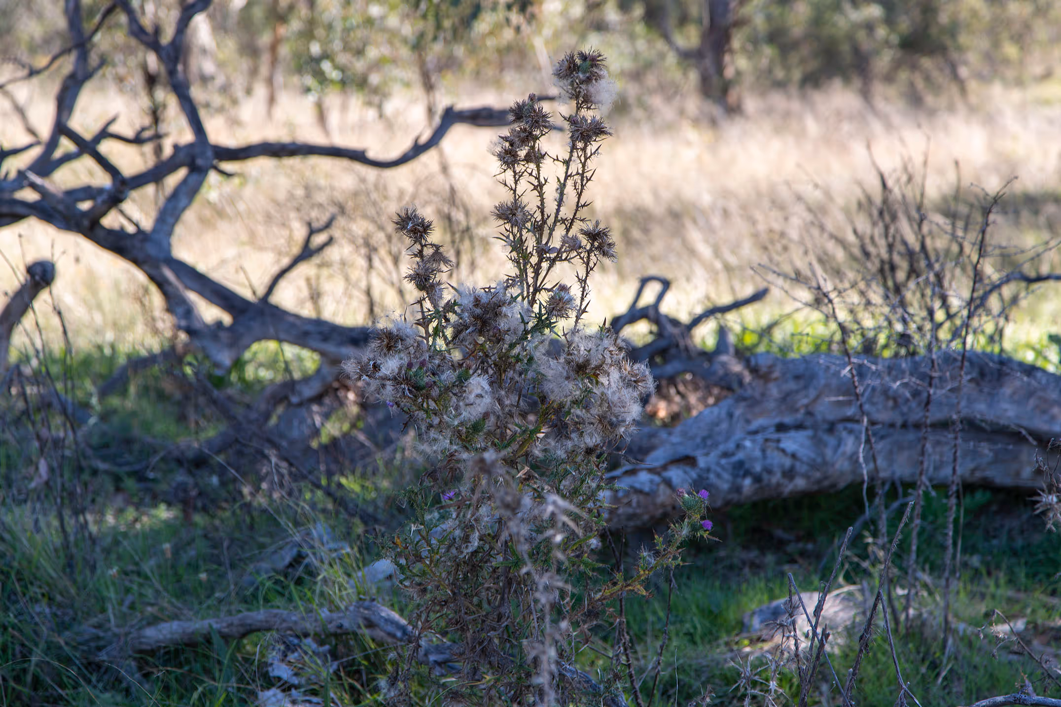 The weeds take over as the Kangaroos are killed
