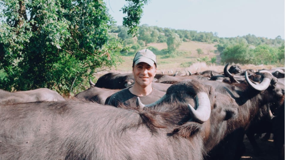 CLIMAVORE x Jameel at RCA presents Manda Festivali 2025, celebrating Istanbul’s water buffalo and wetlands