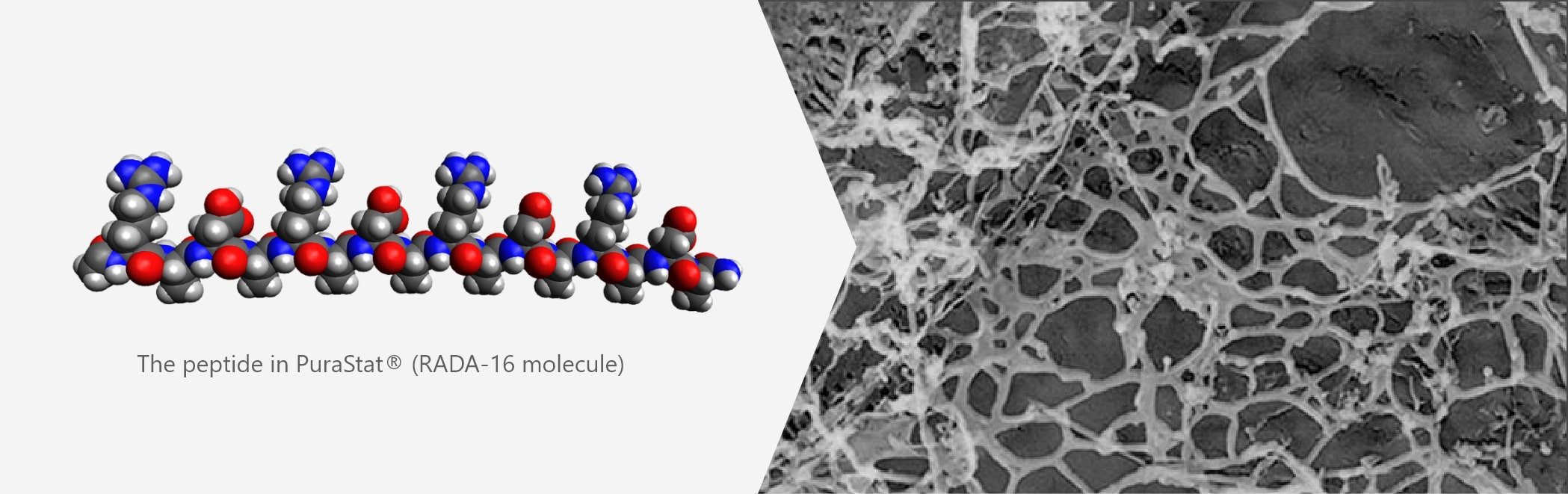 the peptide in PuraStat