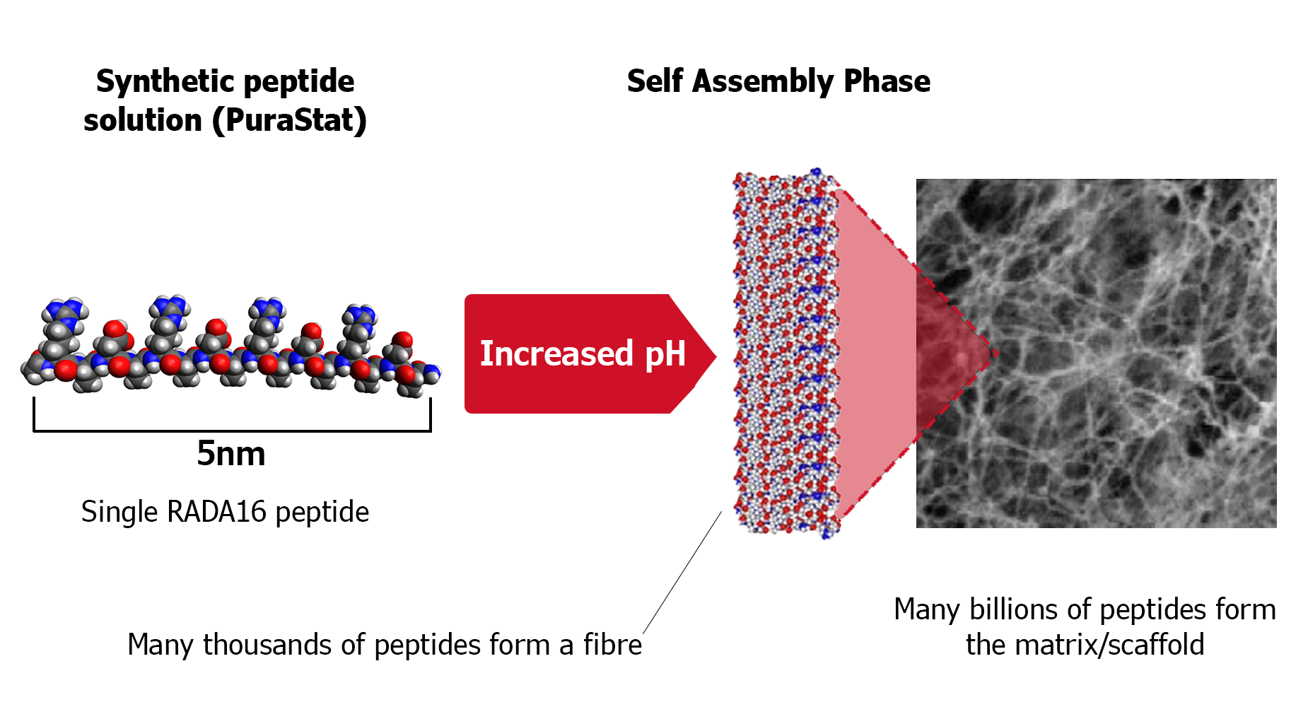 Peptide-formation-diagram-PSv2