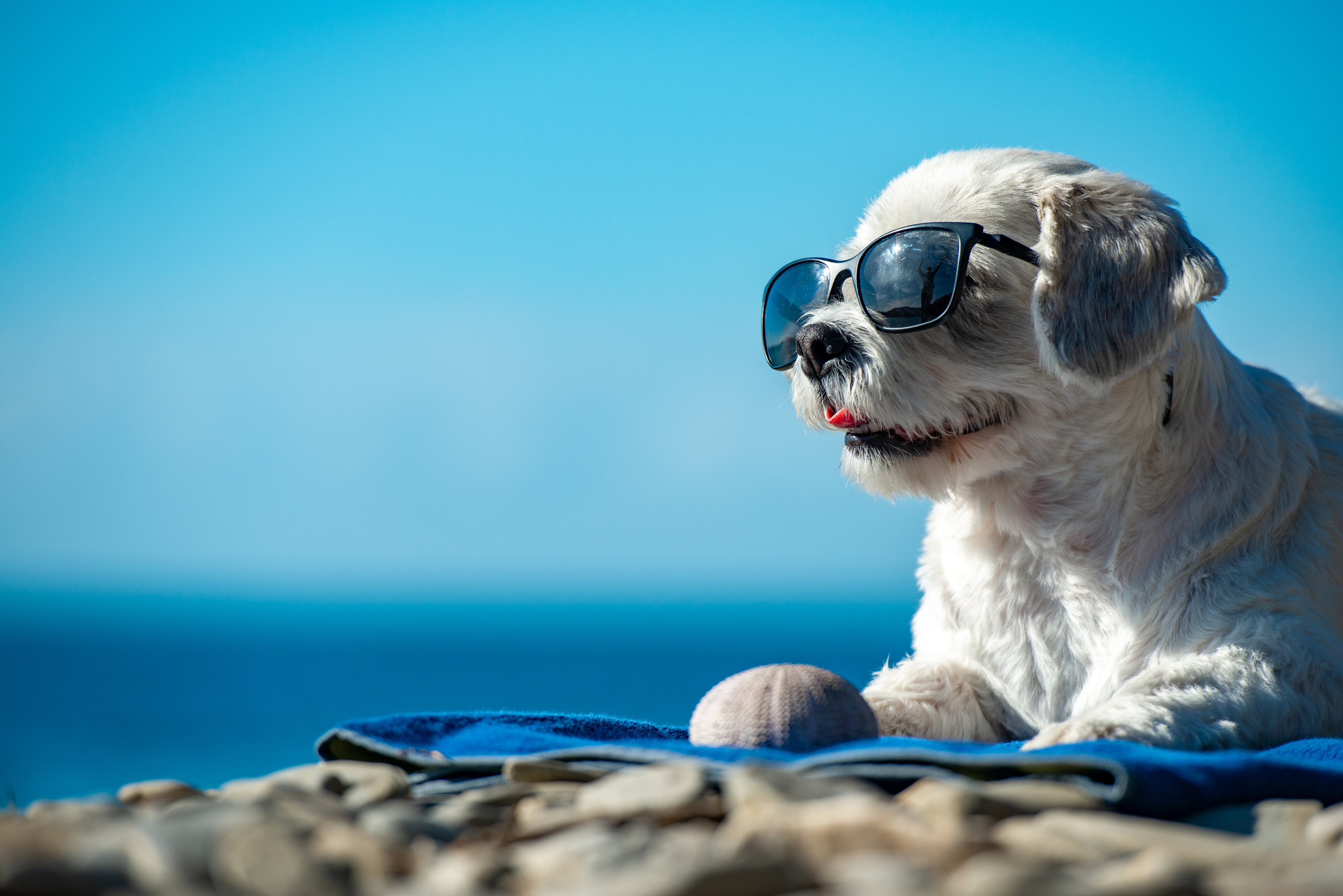 Perro con lentes de sol en la playa