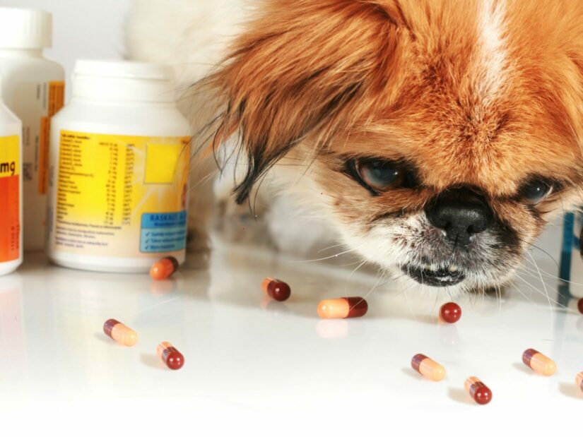 💊 Automedicación en mascotas: riesgos y consecuencias
