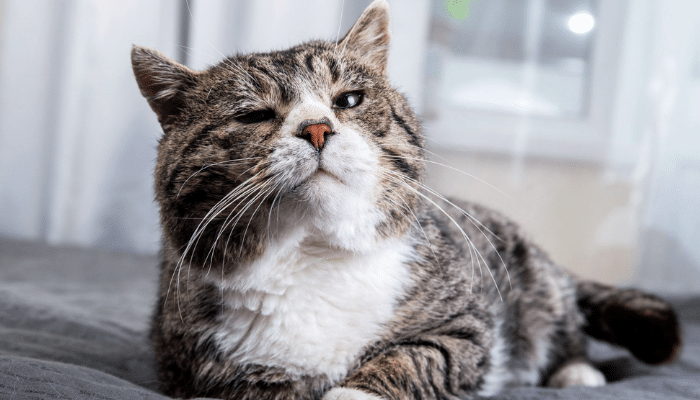 🐱 El gato senior: cómo cuidar a tu michi que se acerca a la tercera edad