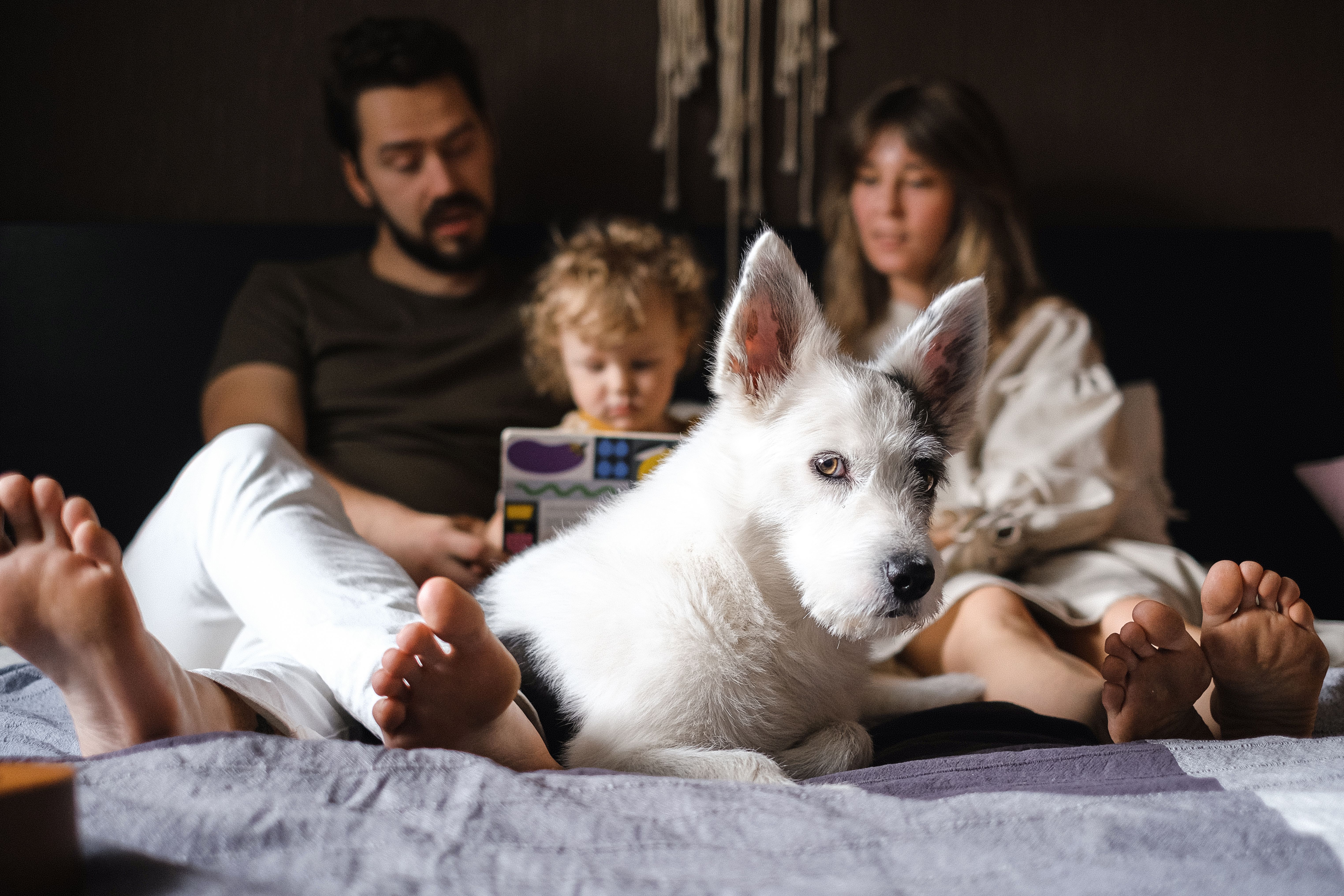 Estudio Mascotas Chile 2026: de vivir más a vivir mejor