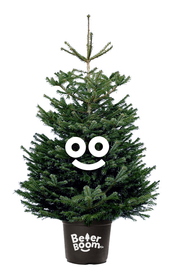 Blauwgroene Picea Omorika kerstboom met kluit