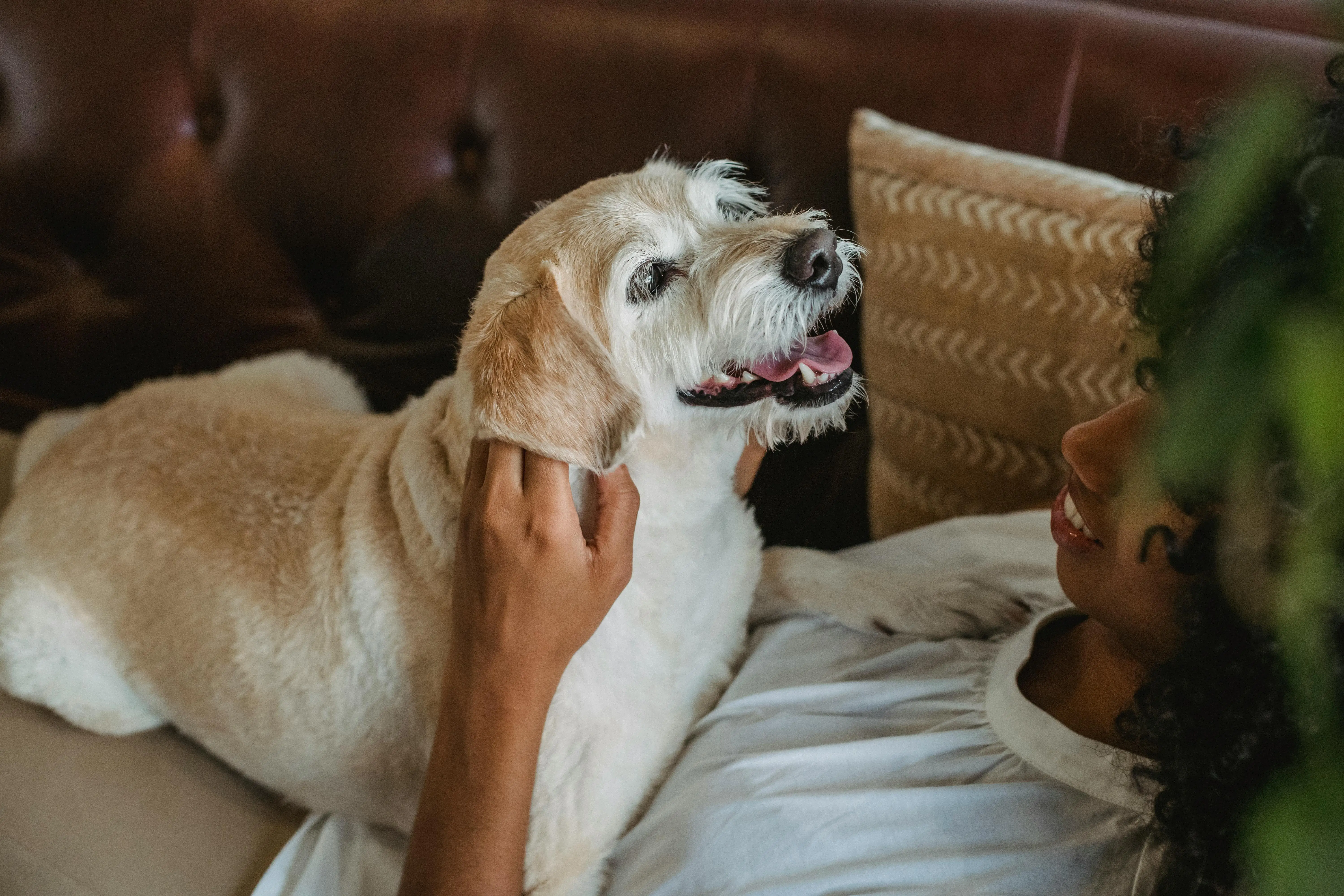 Pros and Cons of Creating a Pet-Friendly Vacation Rental
