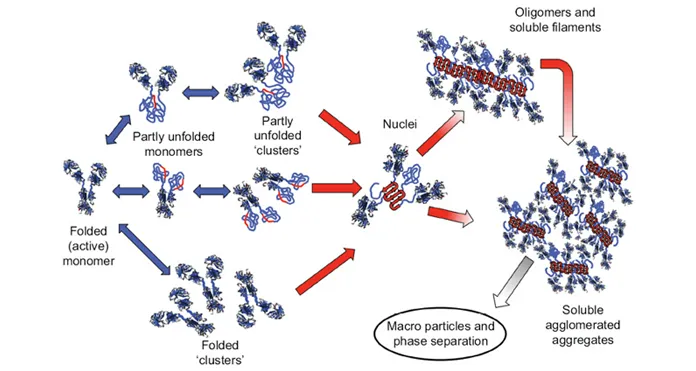 Schematic diagram illustrating multiple non-native aggregation pathways for a multi domain protein such as a monoclonal antibody (mAb) composed of a single Fc fragment and two identical Fab fragments.