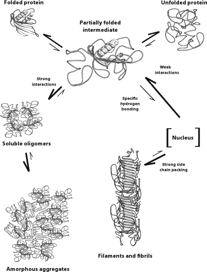 Model representing the formation of amyloid fibrils, amorphous aggregates, and oligomers.