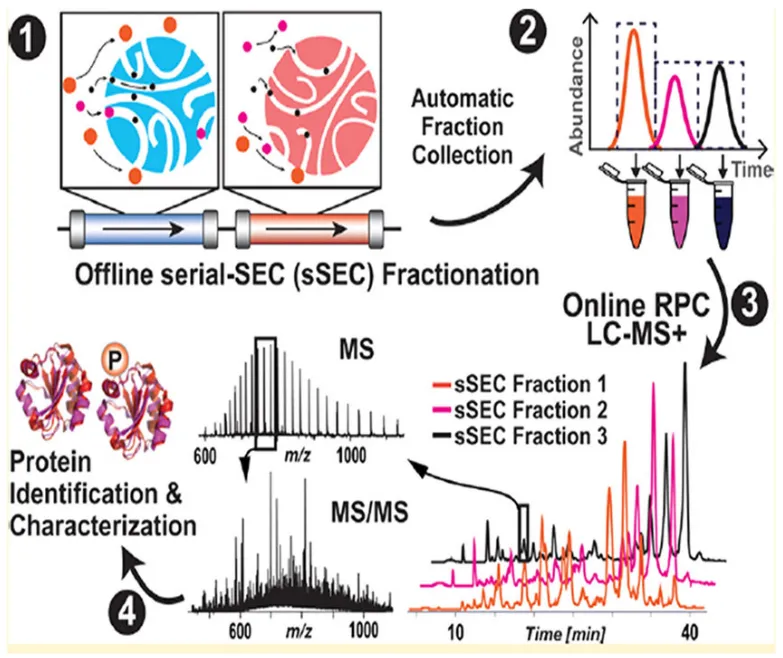 Size-exclusion Chromatography (SEC)