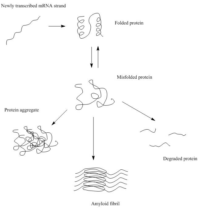 protein aggregation caused by misfolded proteins