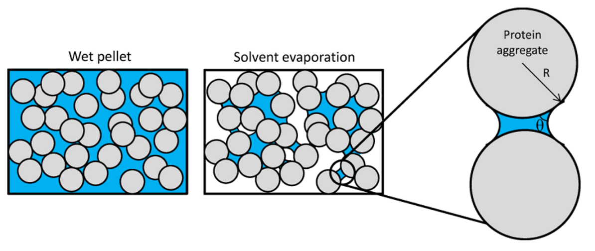 Protein aggregation caused by solvent evaporation