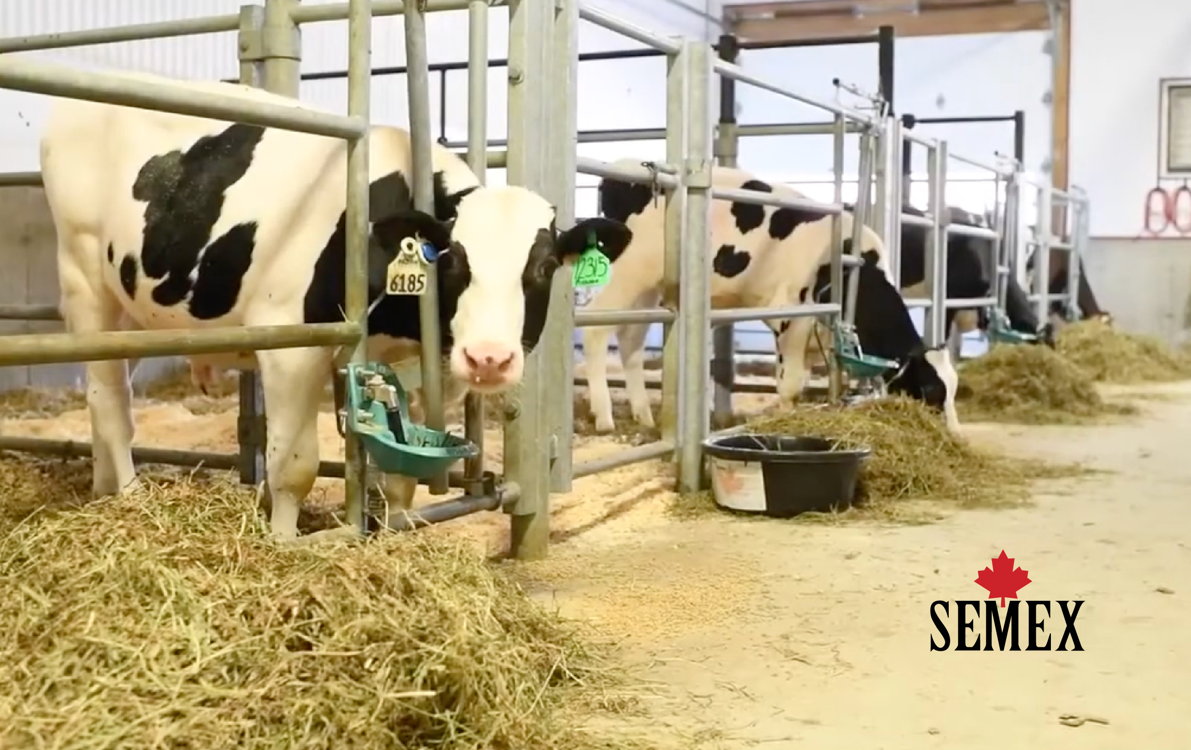 Semex: Ensuring that Global Bull Semen & Embryo Shipments Arrive Safely