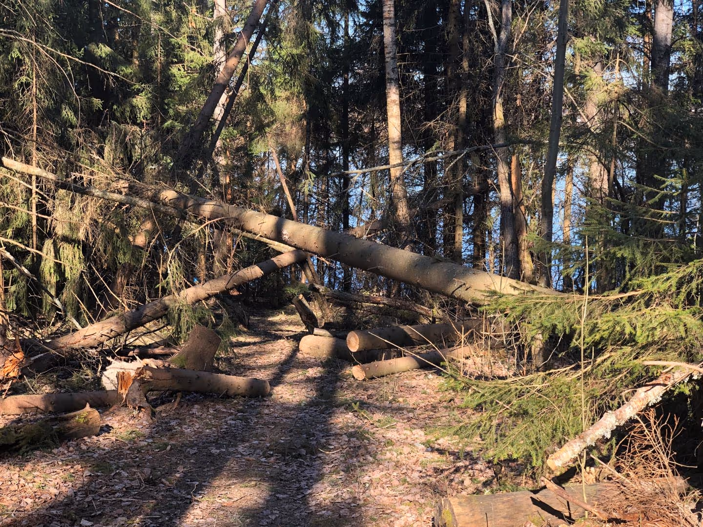 Prosjektbilde fra Storøya.