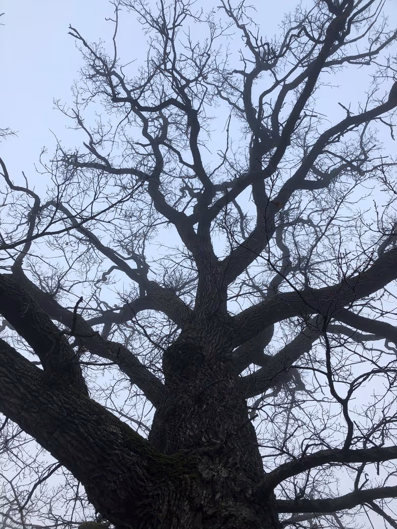 Prosjektbilde fra Storøya.