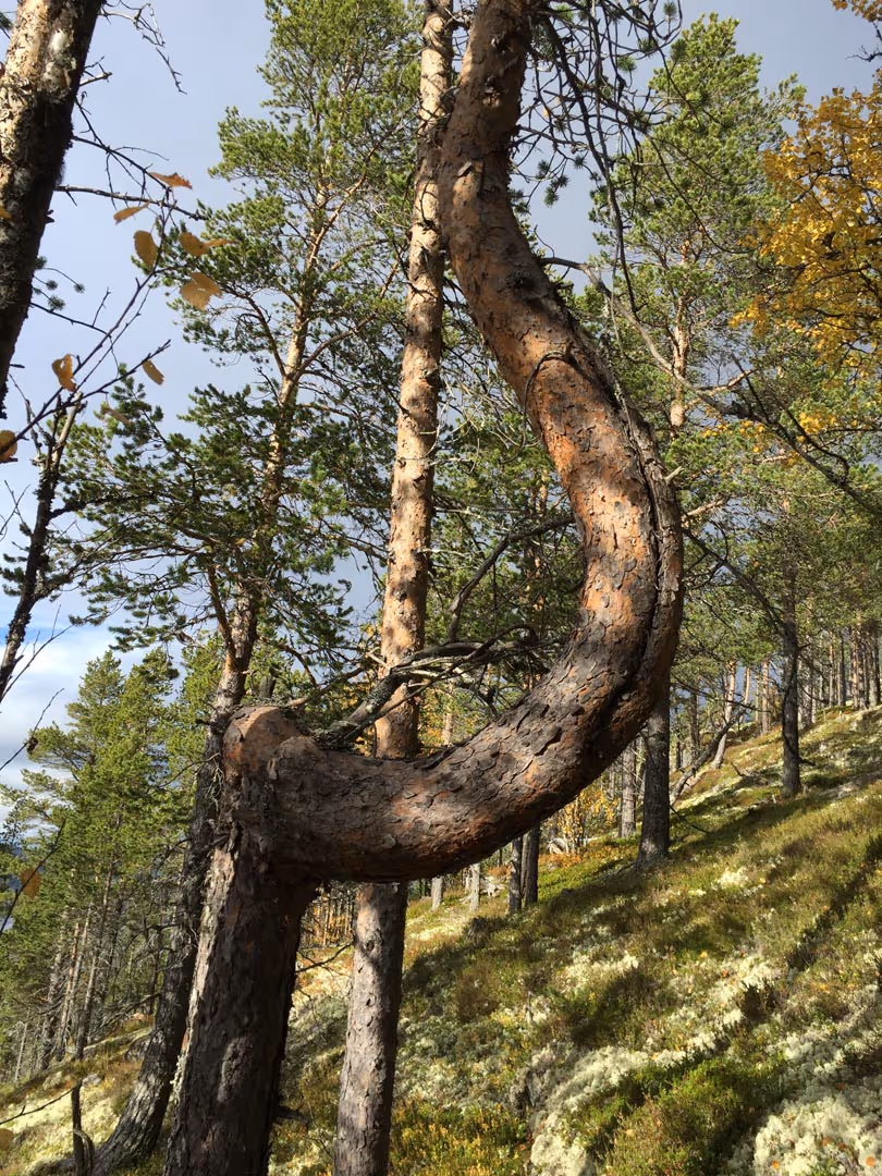 Prosjektbilde fra Solskinnsmarka Tunhovdfjorden.