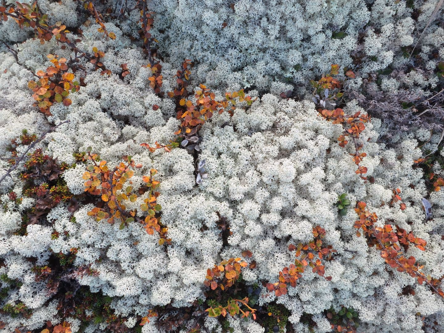 Prosjektbilde fra Solskinnsmarka Tunhovdfjorden.