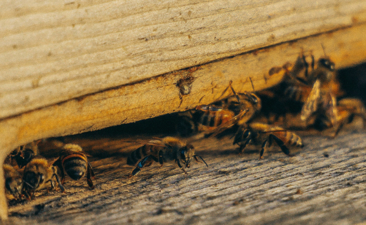 how to grow your pest control business
