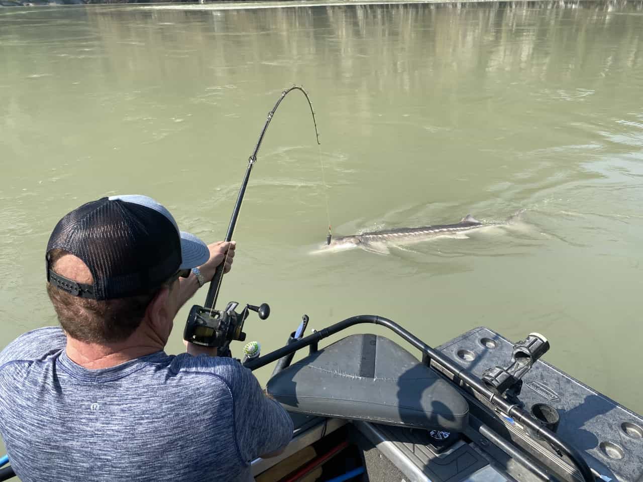 A sturgeon at the end of a rod with the Fraser River Lodge