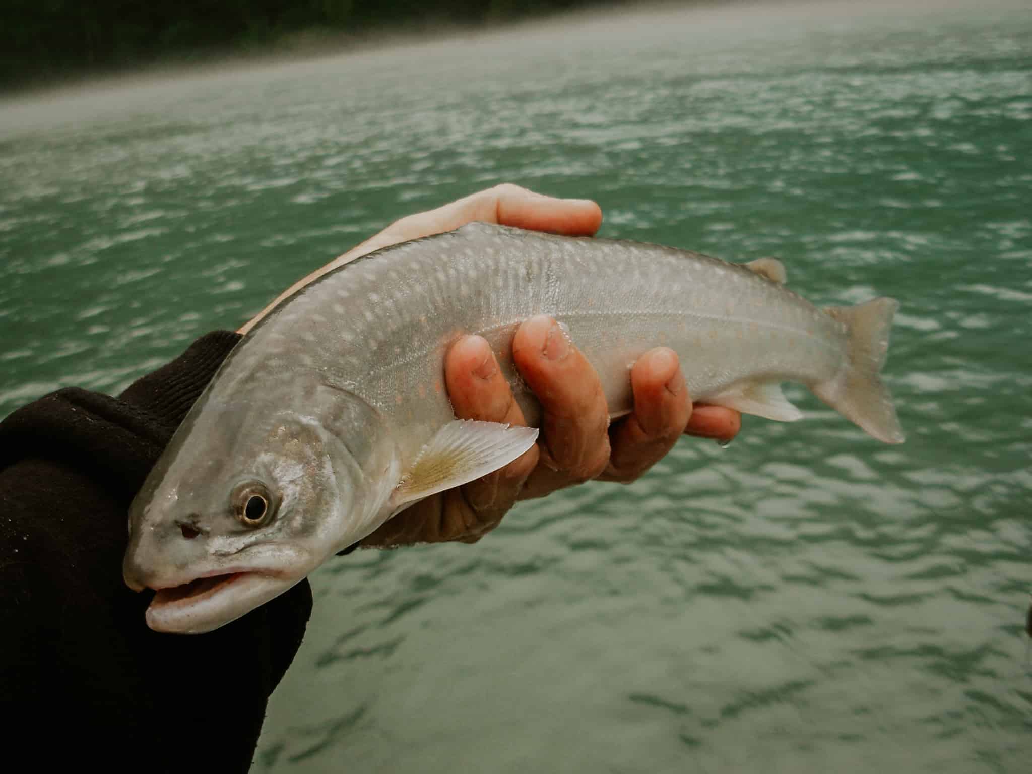 A bulltrout on the Pitt River caught by a Fraser River Lodge fishing guest