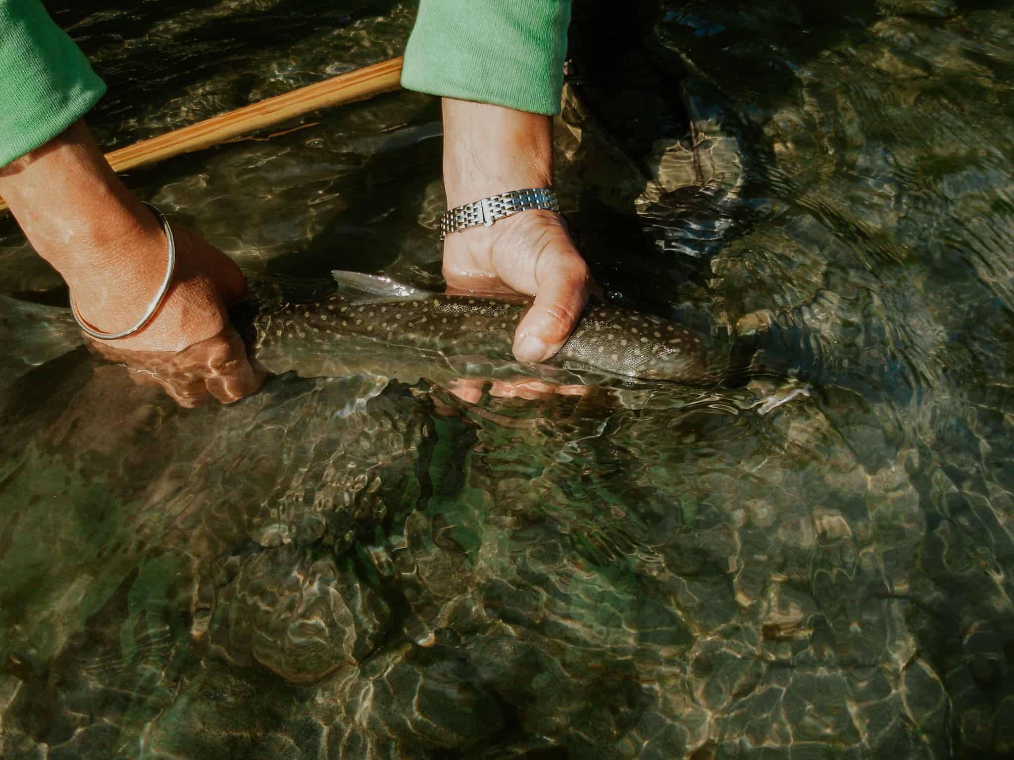 A bulltrout on the Pitt River caught by a Fraser River Lodge fishing guest
