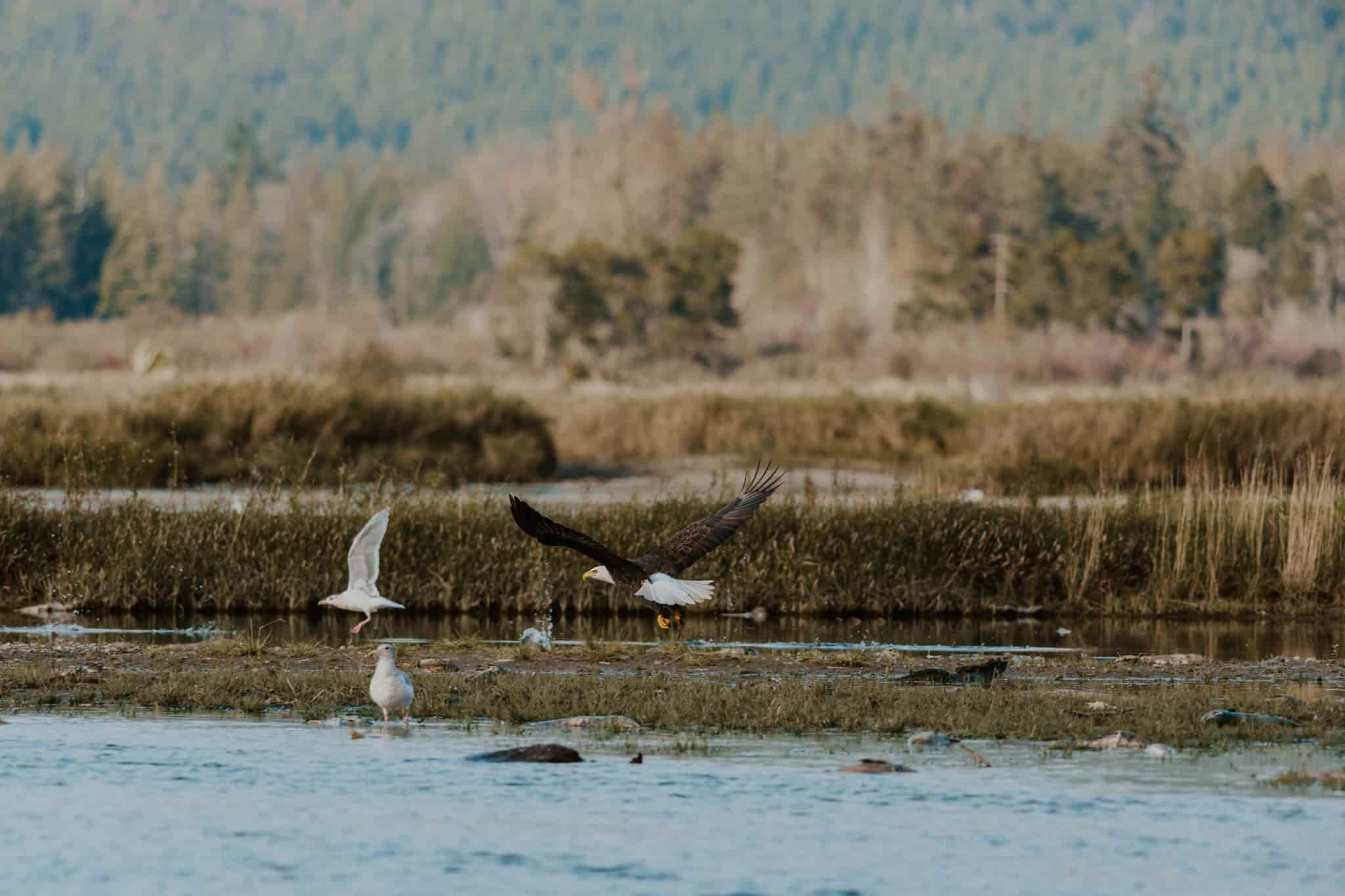 A view of Mount Cheam and eagles from the Harrison River during a wilderness river cruise