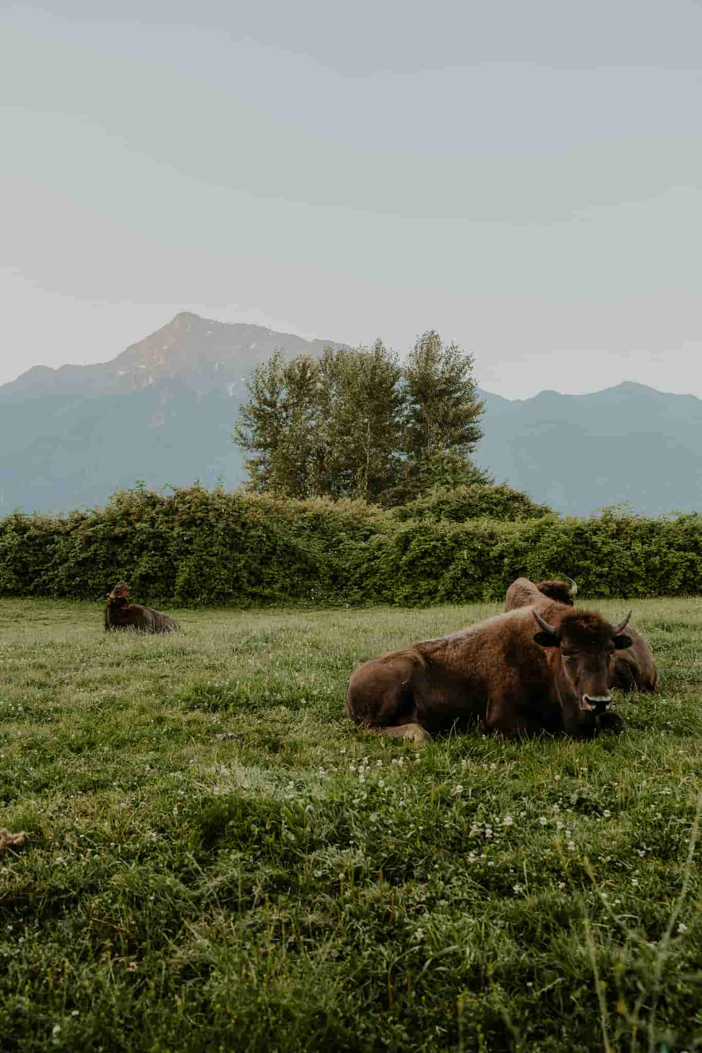 Bison sitting in front of mt. Cheam at the Fraser River Lodge