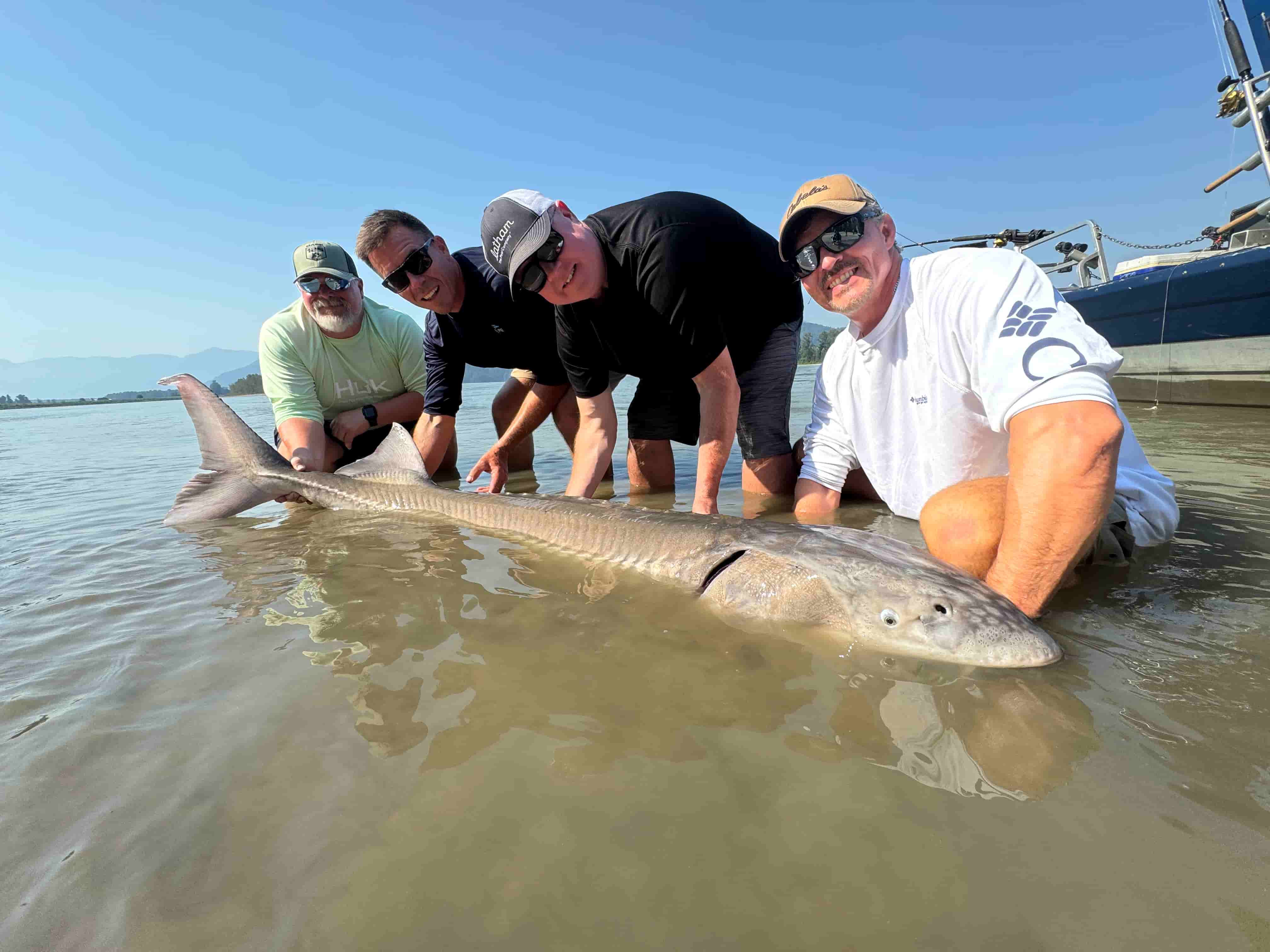 Corporate team releasing a white sturgeon on the Fraser River, BC