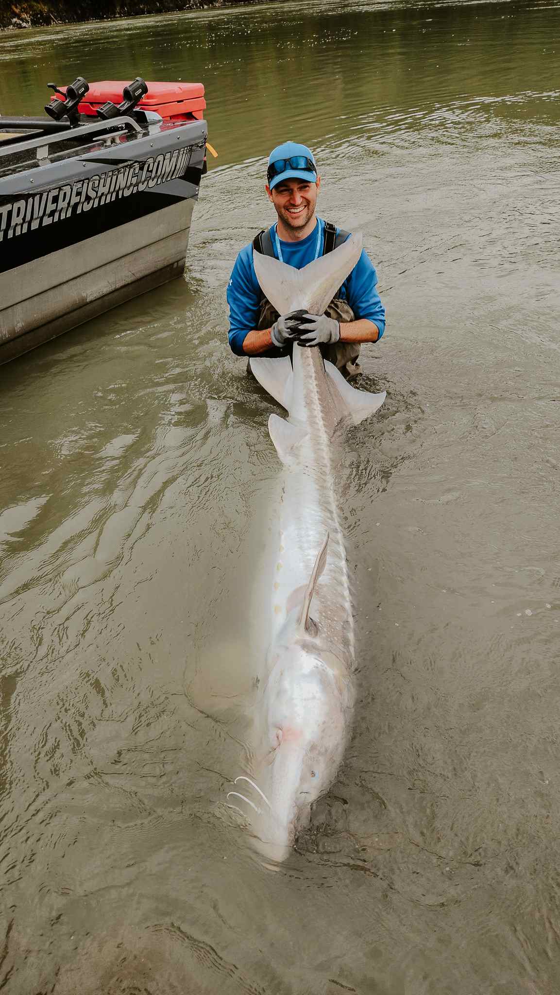 An angler stands waist-deep in the river holding the tail of a giant sturgeon stretched out in front of him.