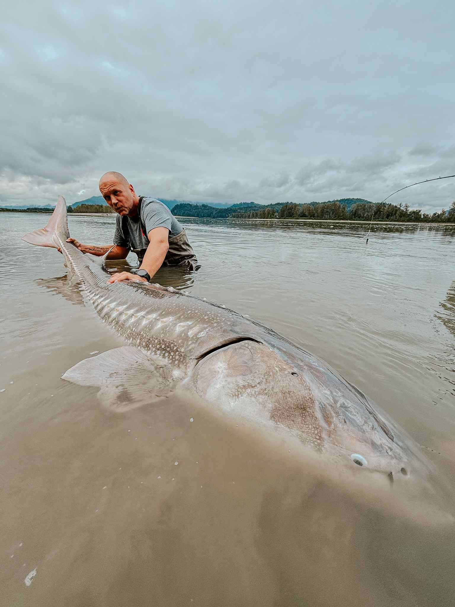 An angler steadies a giant sturgeon in the river shallows, with mountains and a bent fishing rod in the distance.
