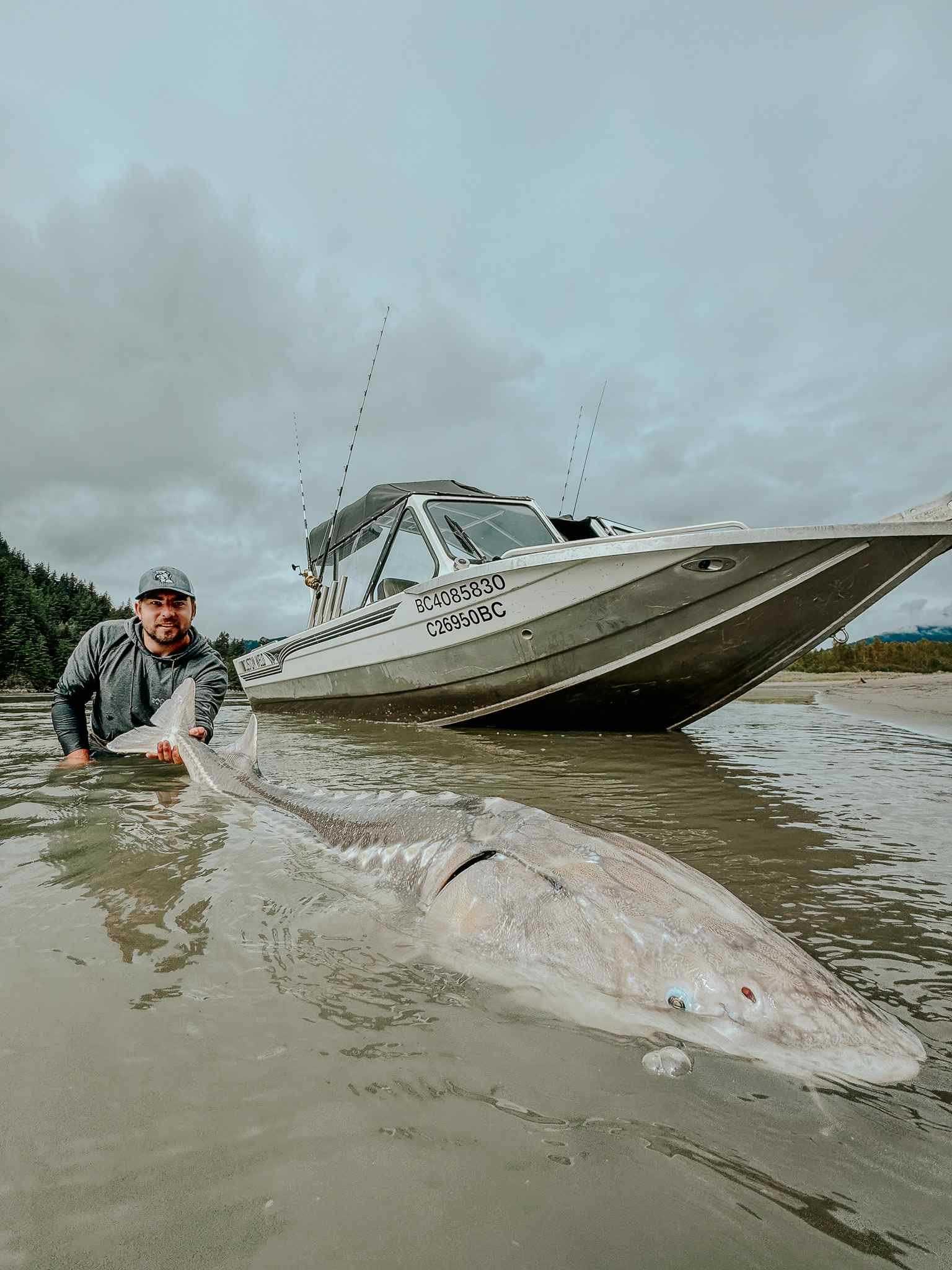 An angler crouches in shallow water beside a giant sturgeon, with a jet boat resting on the sandbar behind him.