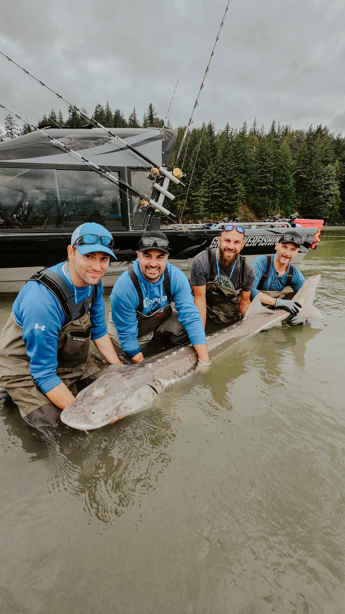 Four anglers kneel in shallow water, gently supporting a giant sturgeon beside a fishing boat.