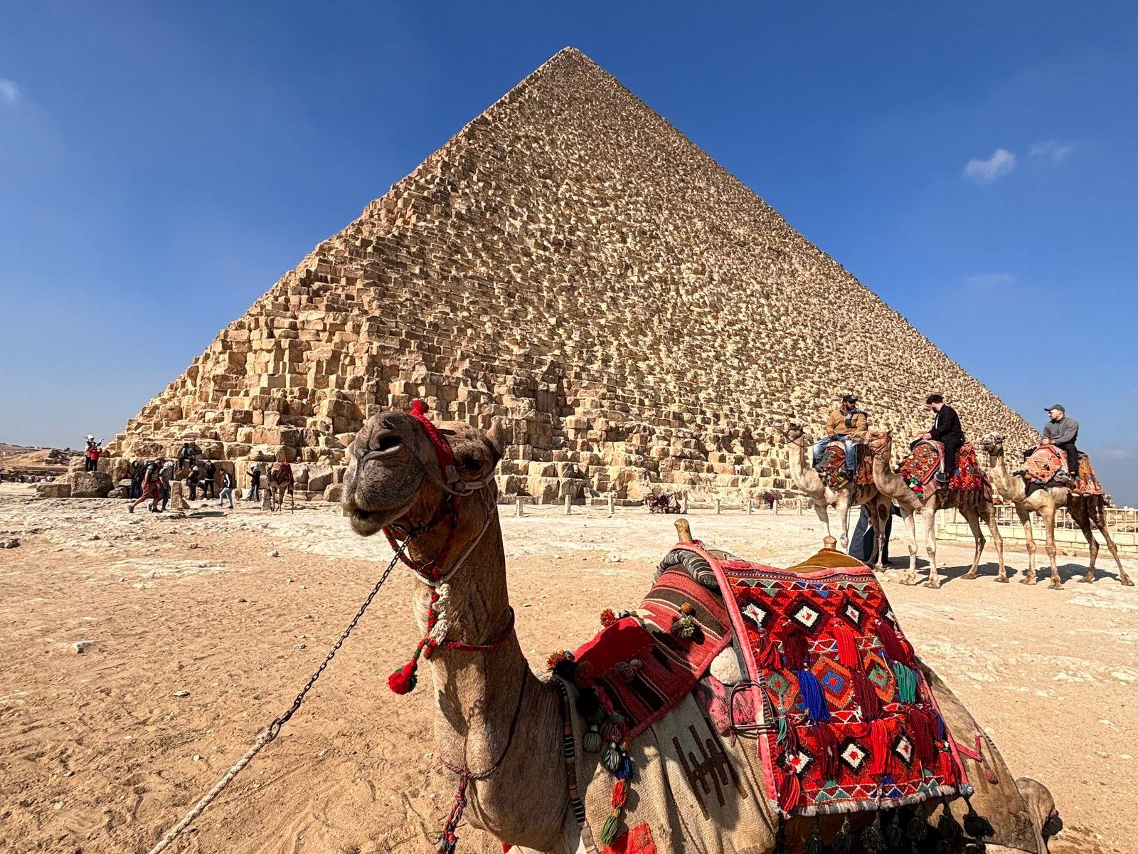 A saddled camel resting before the Great Pyramid of Giza.