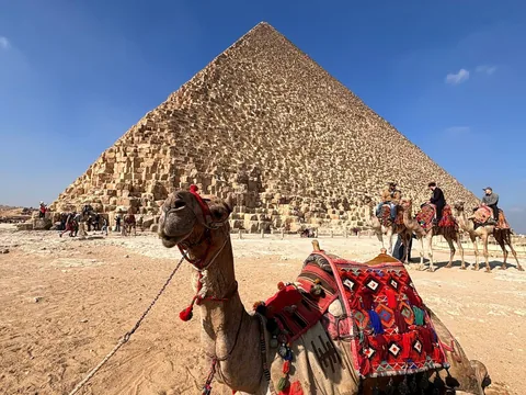 A saddled camel resting before the Great Pyramid of Giza.