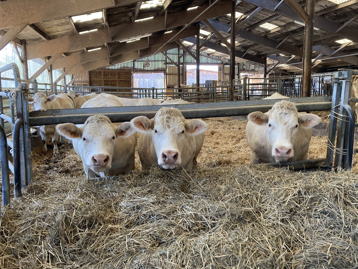 Finir ses vaches de réforme à base d'enrubannage d'herbe ou de luzerne pour réduire les coûts alimentaires 