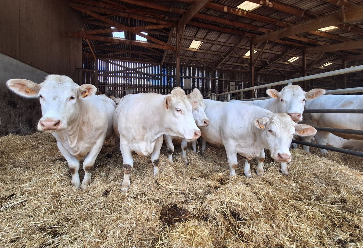 Méteils et Sorghos, des ressources énergétiques et protéiques locales pour des systèmes bovins allaitants résilients 