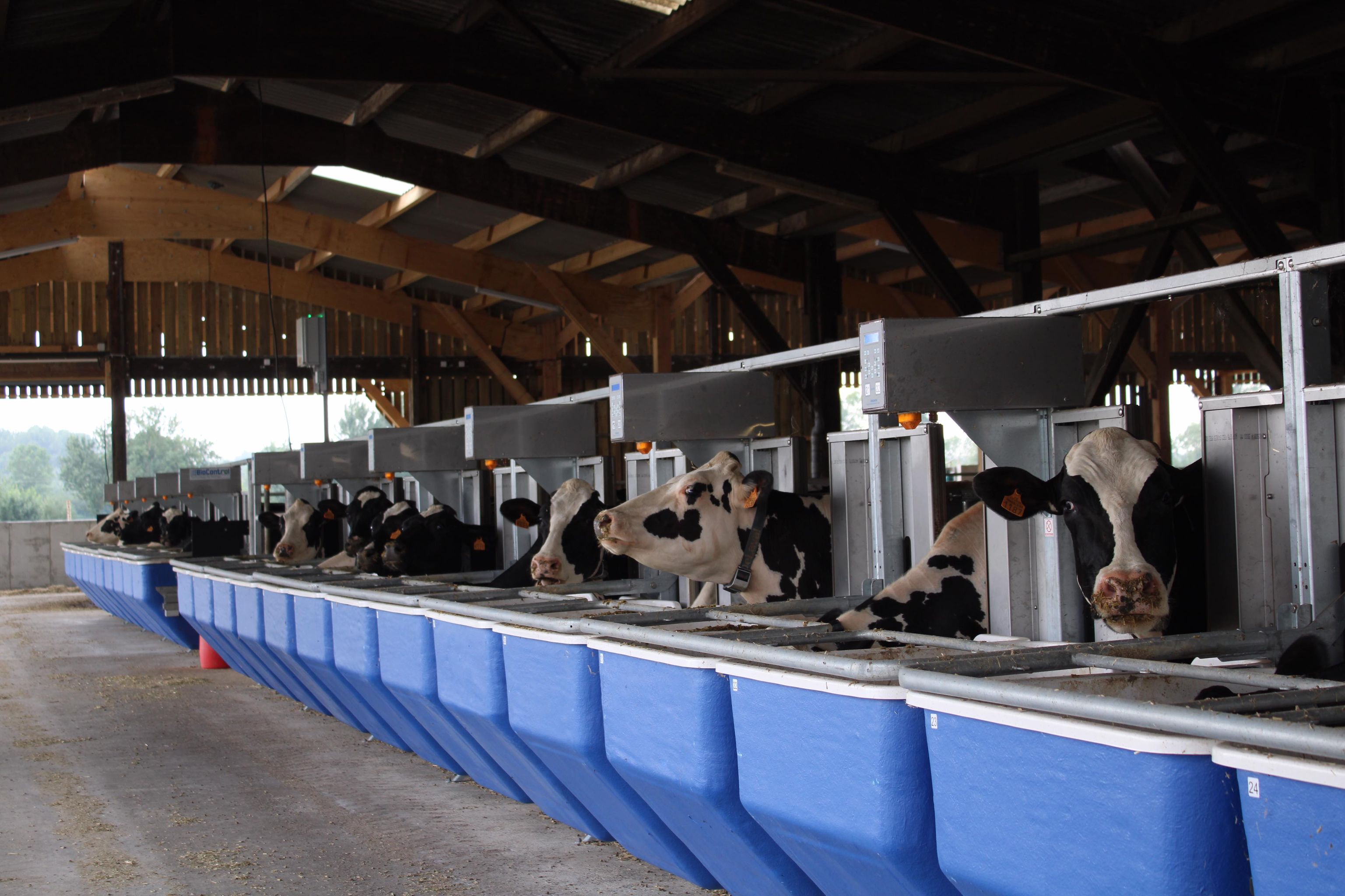 Ferme laitière des Trinottières (49)