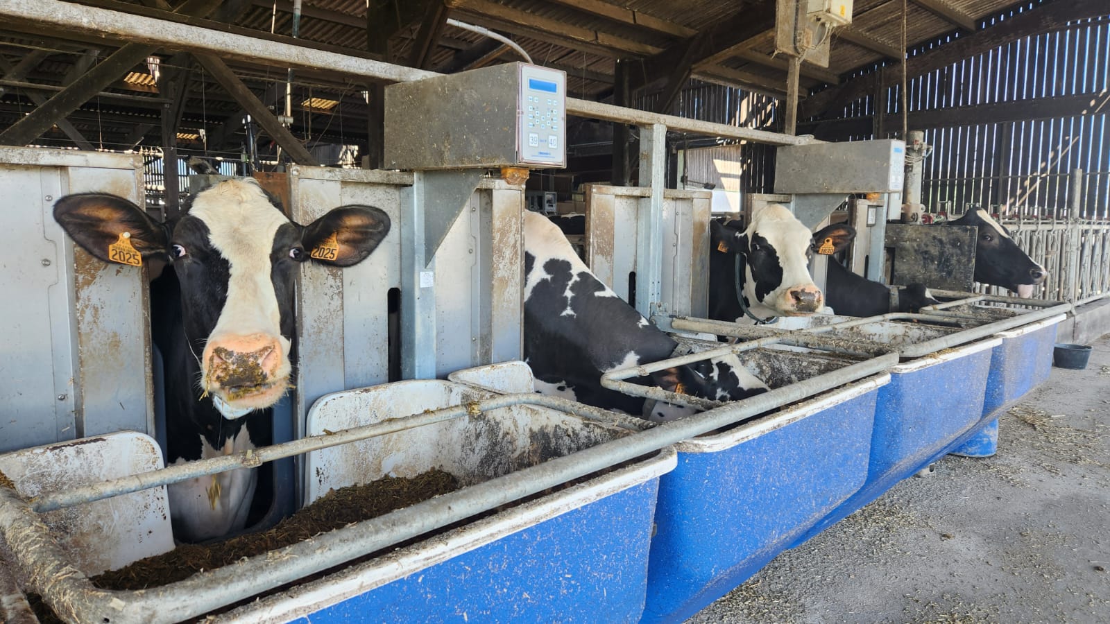 Ferme laitière des Trinottières (49)