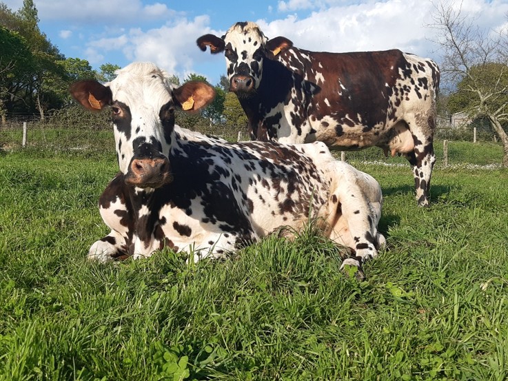 Finition de vaches de réforme laitière - Engraissement de vaches de réforme Normande au pâturage ou à l’auge