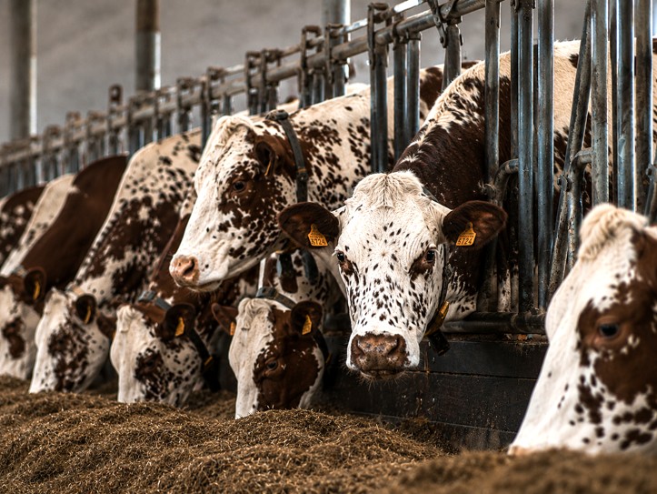 Finition de vaches de réforme laitière - Engraissement de vaches de réforme Normande à l’auge